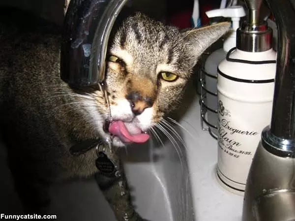 Norbert Is Thirsty