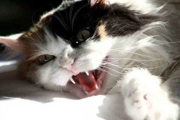 Arghh Haha Cat