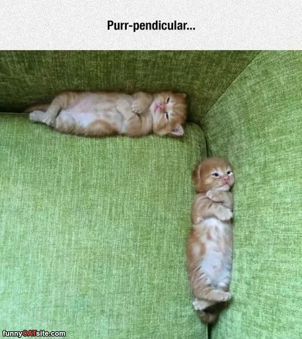 Purr Pendicular