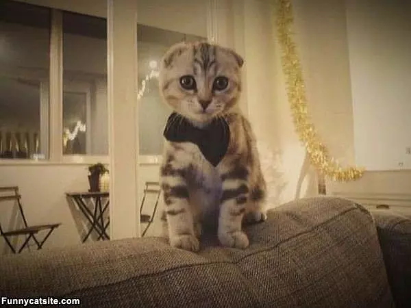 I Has A Tie