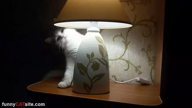 Too Much Light In Here