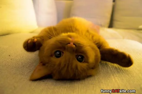 Layin On My Back
