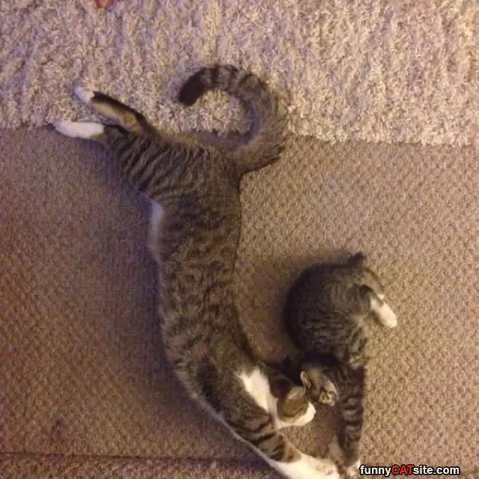 Curled Up Together