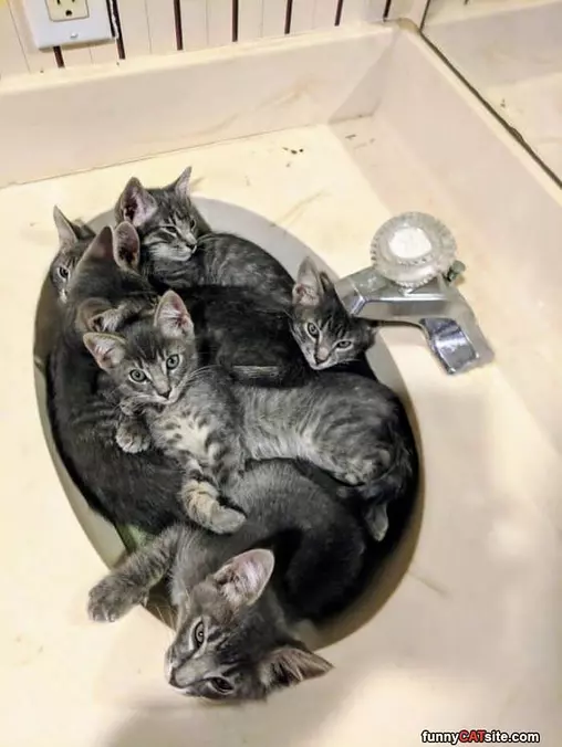 In The Sink