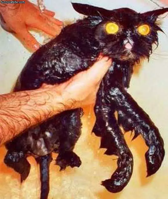 Mad And Wet