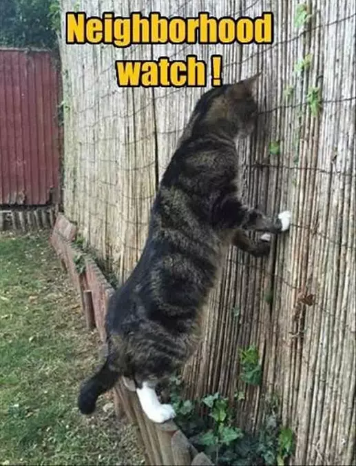 Looking Out