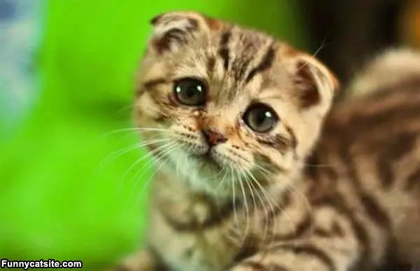 I Has A Sad