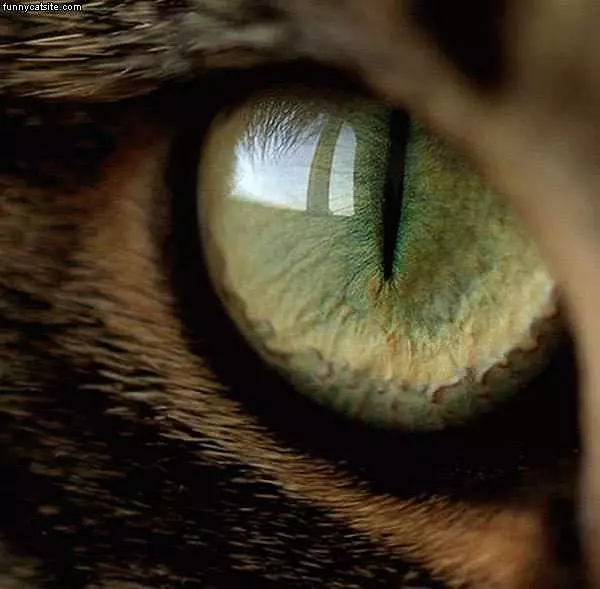 Green Eye