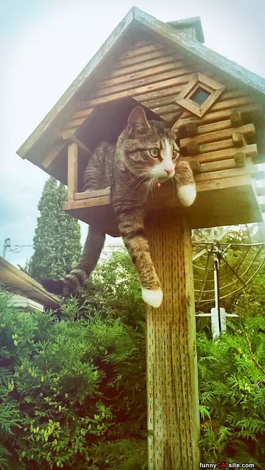 I Have A Cat House