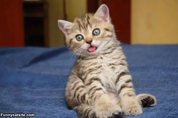 Catnip