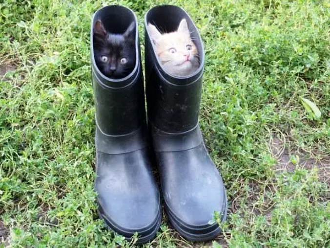 She Loves The Kitty