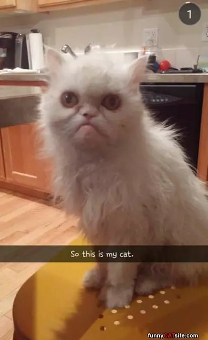 Crazy Looking Cat