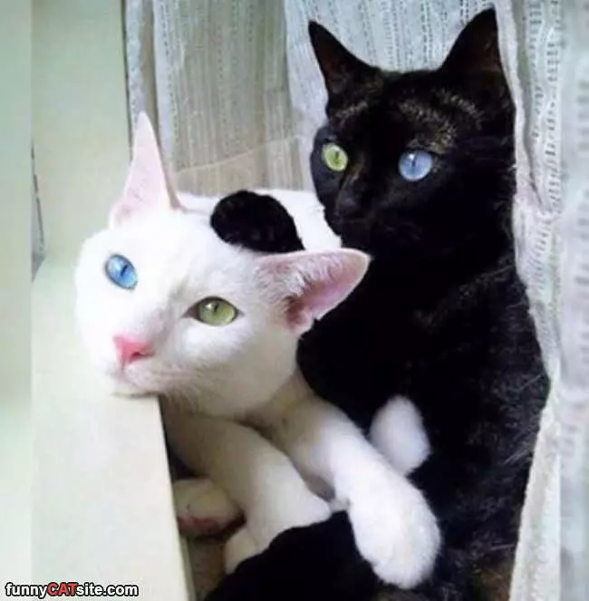Black And White