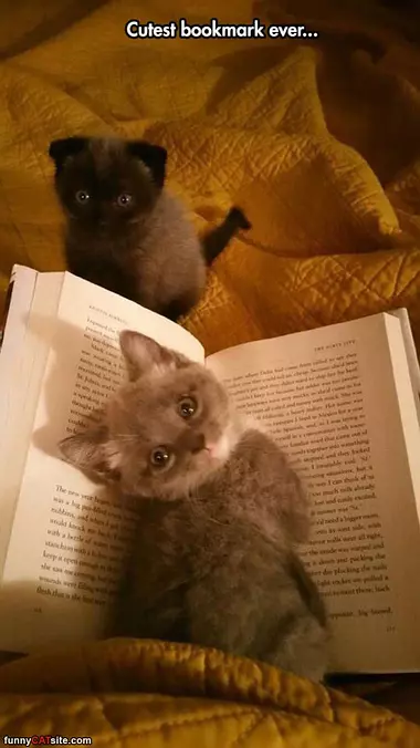 Cutest Book Ever