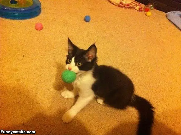 Lets Play Some Fetch