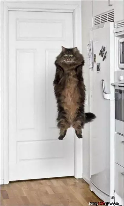 Hovvver Cat