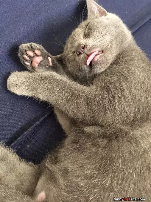 Fell Asleep Like Dis