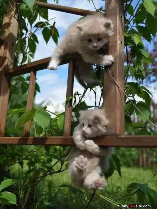 Climbing Up In A Fun Way