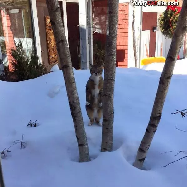 Standing Tall