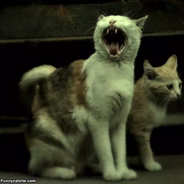 Hear Me Roar