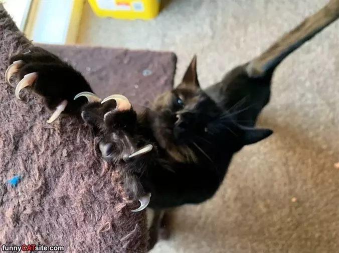 Claws Out