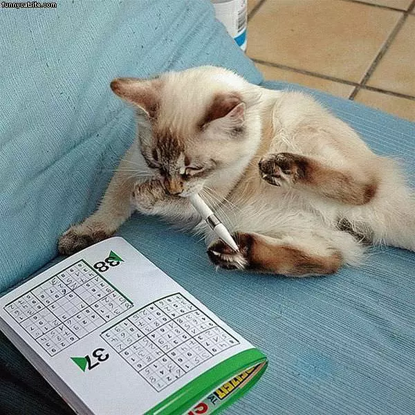 Cat Is Good A Suduku
