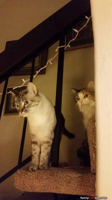 Watching The Steps