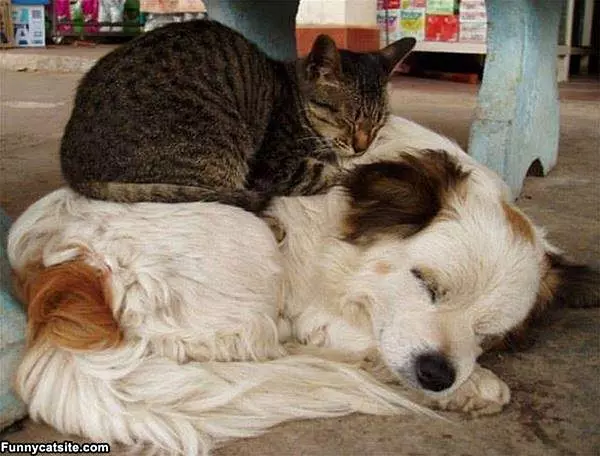 Best Bed Ever