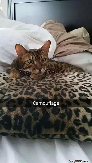 Blending In