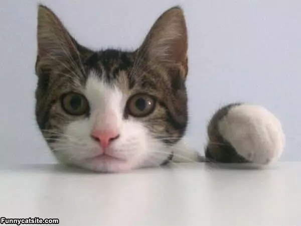 Oh Hai