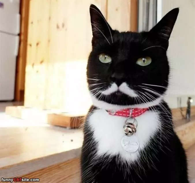 Nice Mustache