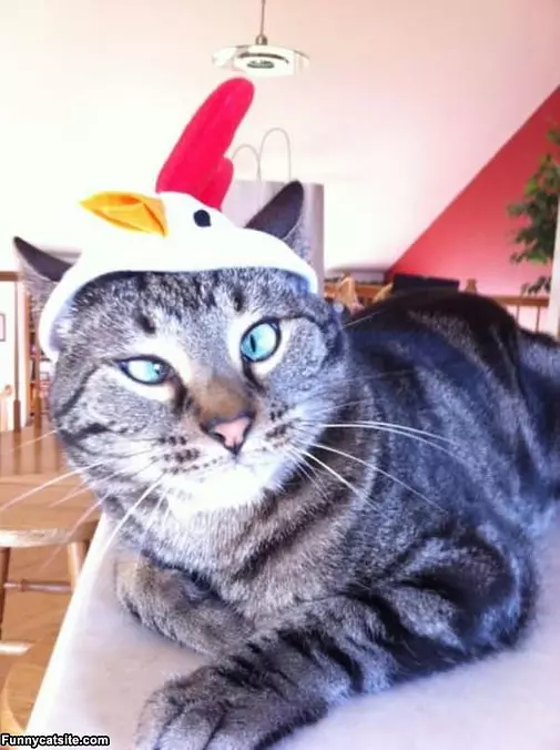 My Hat
