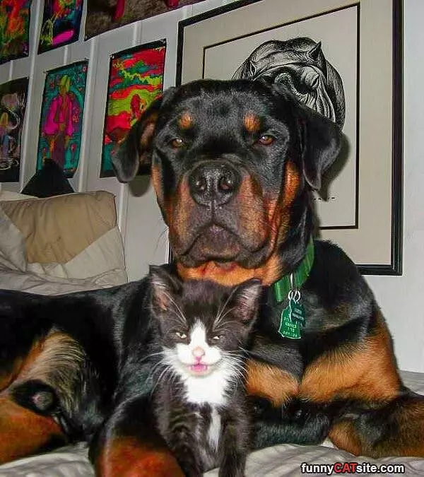 I Has A Bodyguard