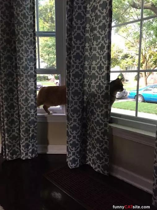 Very Long Cat