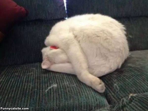 Sleeping In A Ball
