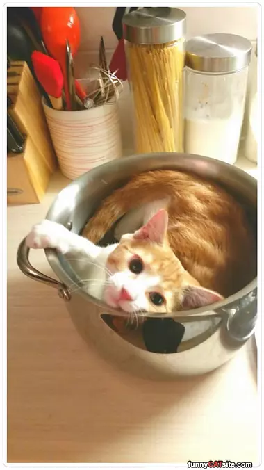 Bowl Of Cat