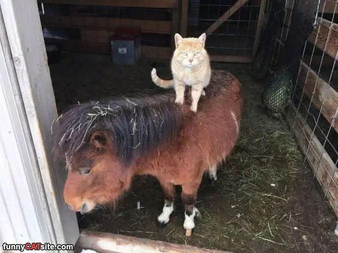 I Got A Ride Here