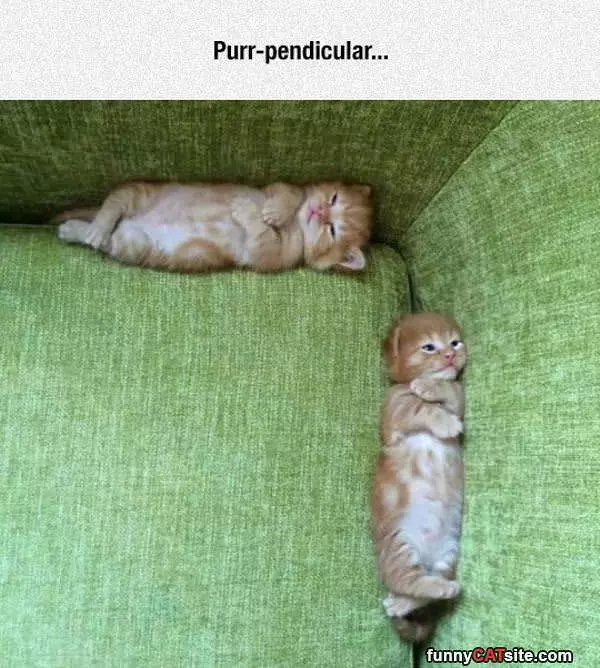 Purr Pendicular