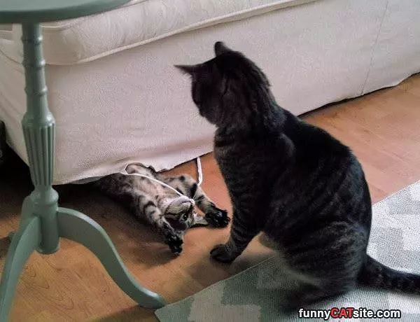 Cmon Lets Fight