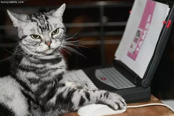 Ordering Food Online