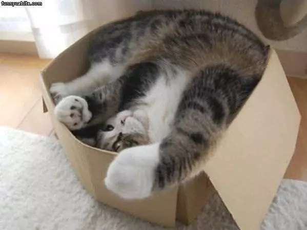 A Cat In A Box