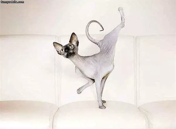Karate Moves