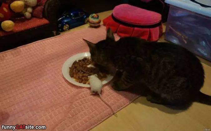 Sharing A Plate