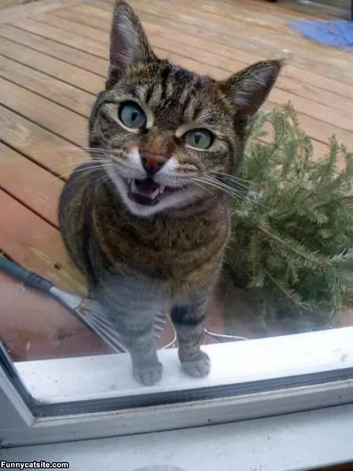Lucas The Cat
