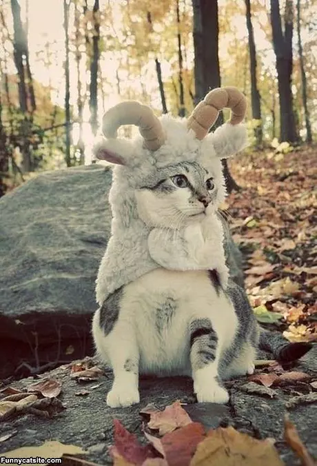 Horn Cat