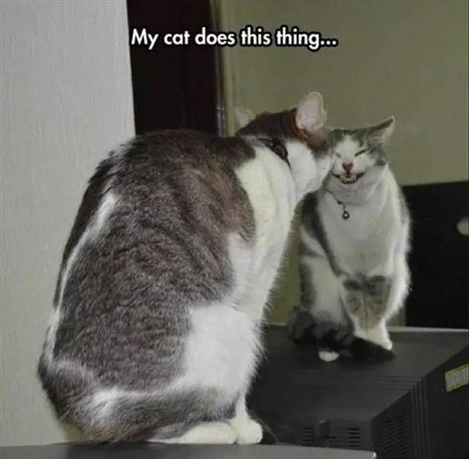 My Cat Does This Thing