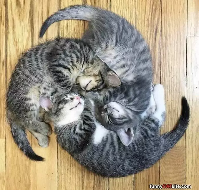 Balls Of Cats