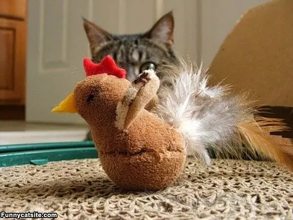 Ready To Attack
