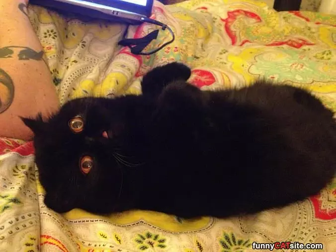 The Black Cat