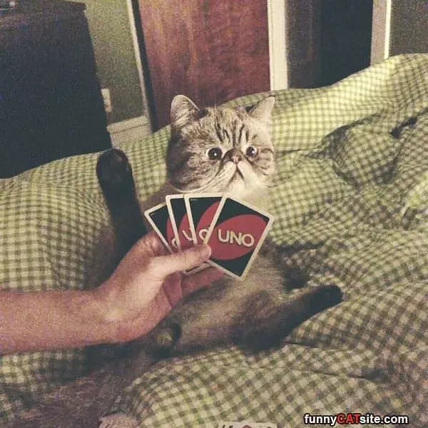 These Cards Are Terrible